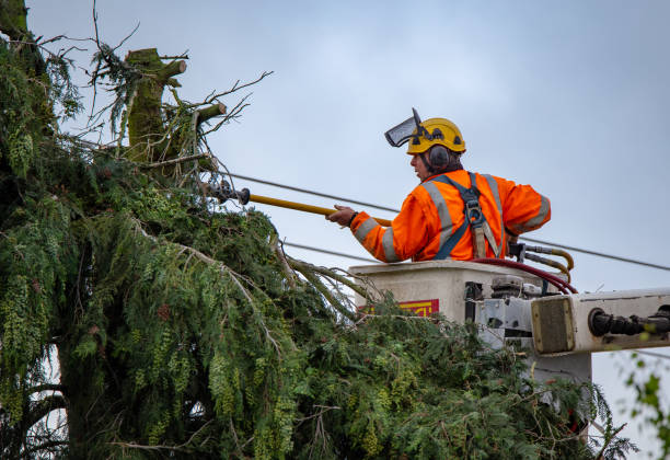 How Our Tree Care Process Works  in  Pine Lake Park, NJ