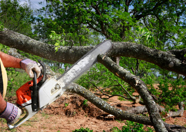 Tree and Shrub Care in Pine Lake Park, NJ